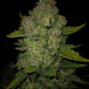 Papaya Cookies Auto Fast Buds Seeds