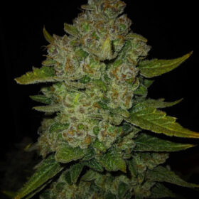 Papaya Cookies Auto Fast Buds Seeds