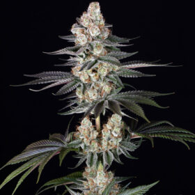 Papaya Frosting Barneys Farm Seeds