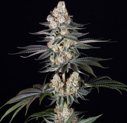 Papaya Frosting Barneys Farm Seeds