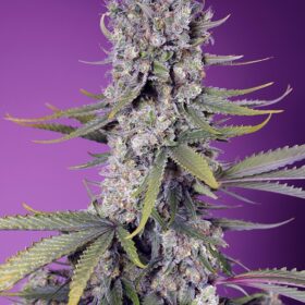 Papaya Zoap Fast Version F1 Sweet Seeds