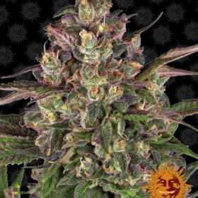 Peyote Critical Barneys Farm Seeds