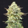 Pineapple Dream Kannabia Seeds