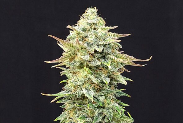 Pineapple Dream Kannabia Seeds