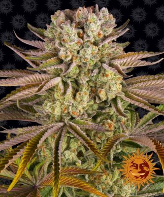 Pineapple Express Barneys Farm Seeds