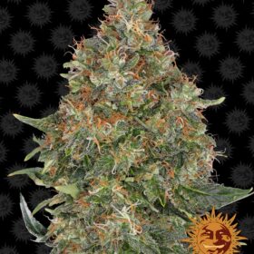Pineapple Express Auto Barneys Farm Seeds