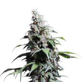 Pineapple Poison SuperSativaSeedClub