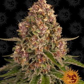 Pink Kush Barneys Farm Seeds