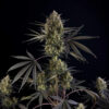 Pound Cake Auto Fast Buds Seeds