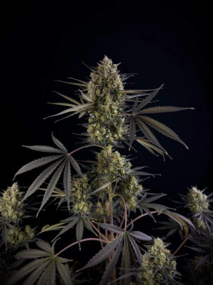 Pound Cake Auto Fast Buds Seeds