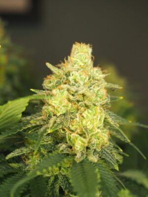 Power Plant Dutch Passion Seeds