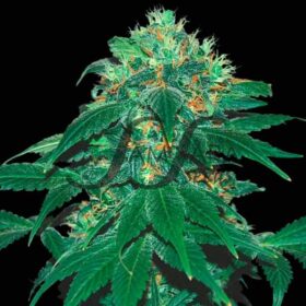 Punky Lion SamsaraSeeds