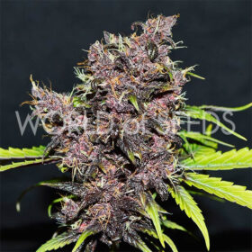 Purple Afghan Kush Ryder Auto WorldOfSeeds