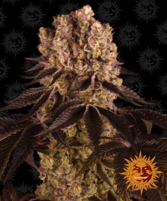 Purple Punch Barneys Farm Seeds