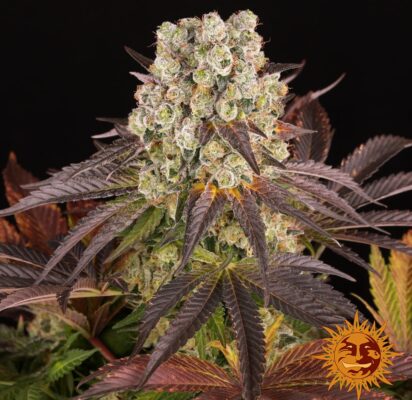 Purple Punch x Lemon Drizzle Barneys Farm Seeds