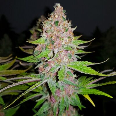 Purple Queen Royal Queen Seeds