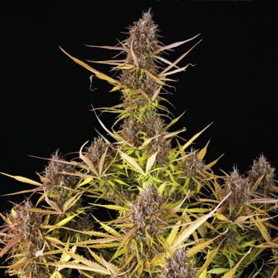 Purple Queen Auto Auto Royal Queen Seeds