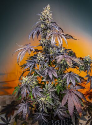 Red Gorilla Girl XL Auto Sweet Seeds