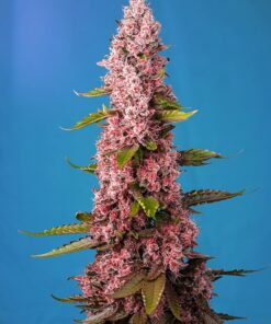 Red Hot Cookies Sweet Seeds