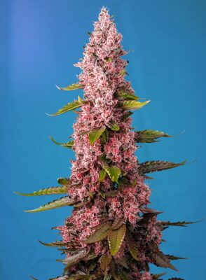 Red Hot Cookies Sweet Seeds