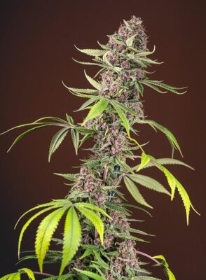 Red Mandarine Fast Sweet Seeds