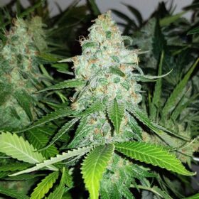 Royal AK Royal Queen Seeds