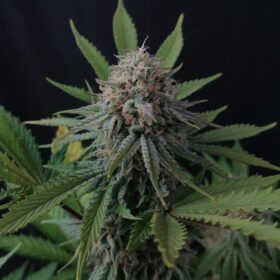 Royal Cheese Royal Queen Seeds