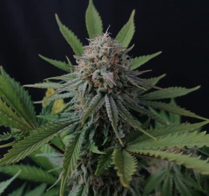 Royal Cheese Royal Queen Seeds