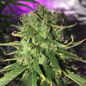 Royal Cookies Auto Royal Queen Seeds