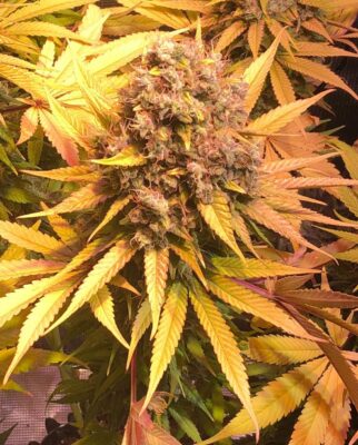 Royal Gorilla Royal Queen Seeds