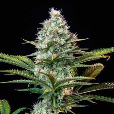 Royal Runtz Royal Queen Seeds
