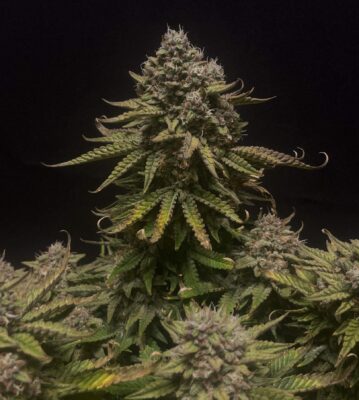 Royal Runtz Auto Royal Queen Seeds