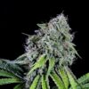 RS11 Kannabia Seeds