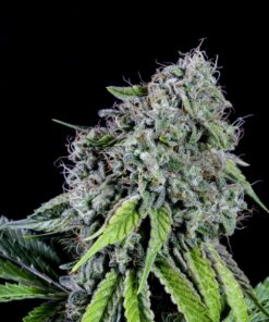 RS11 Kannabia Seeds