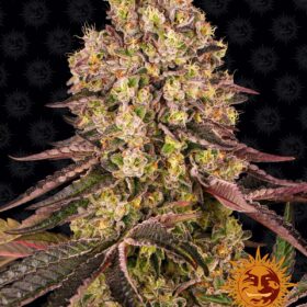 Runtz Muffin Barneys Farm Seeds