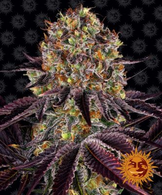 Runtz x Layer Cake Barneys Farm Seeds