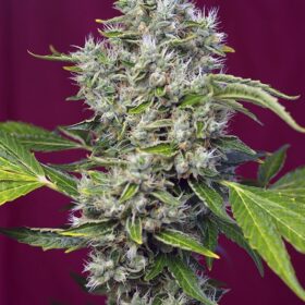 San Fernando Lemon Kush Sweet Seeds