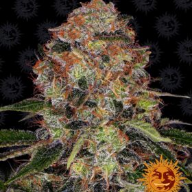 Shiskaberry Barneys Farm Seeds