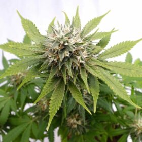 Silver Widow Kannabia Seeds