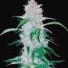 Six Shooter Auto Fast Buds Seeds