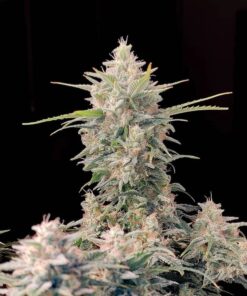 Skunk Auto — изображение 2