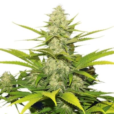 Skunk XL Royal Queen Seeds