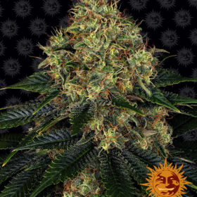 Skywalker OG Auto Barneys Farm Seeds