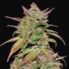 Smoothie Auto Fast Buds Seeds