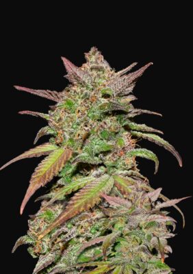 Smoothie Auto Fast Buds Seeds