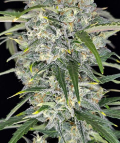 Sour Jealousy Auto — изображение 2