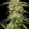 Sour Jealousy Auto Fast Buds Seeds