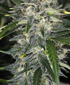Sour Jealousy Auto — изображение 3