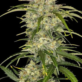 Sour Jealousy Auto Fast Buds Seeds