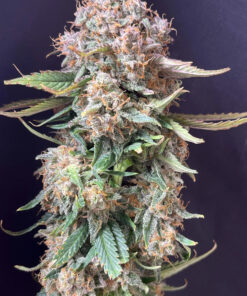 Sour Jealousy Auto — изображение 4